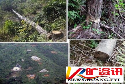 国家多部门合力守护林草资源，观音山原始次森