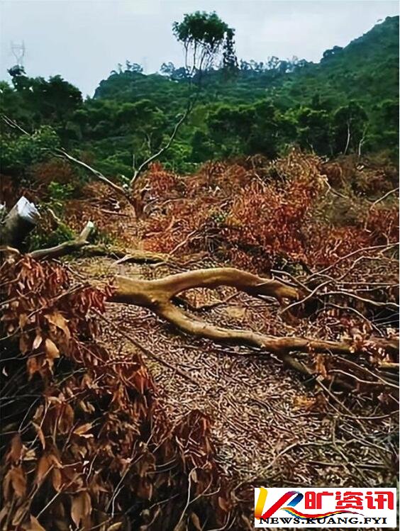 黄淦波：东莞市林业局为何长期打压观音山国家