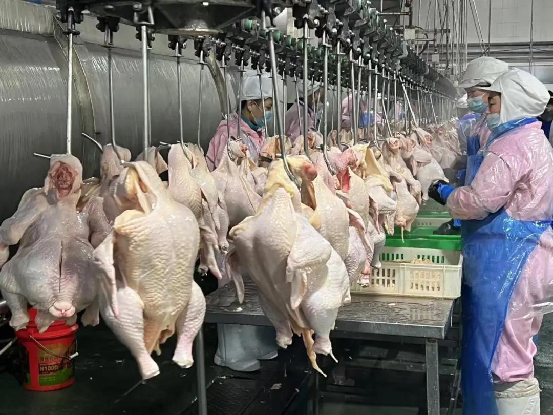黑龙江禾丰大森林食品有限公司被曝售卖大量病