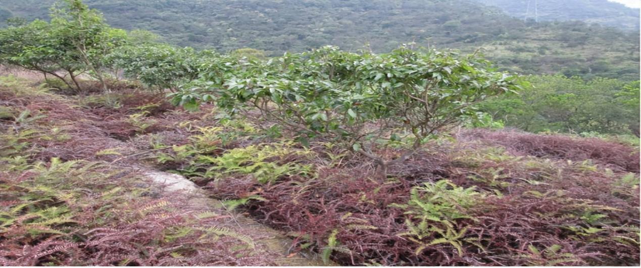 观音山向中央巡视组反映情况,东莞市四部门回