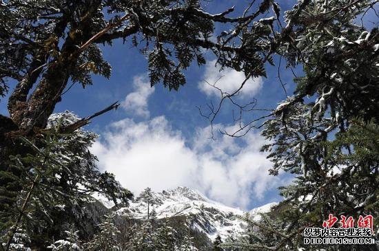 位于四川省甘孜藏族自治州境内的海螺沟冰川最下端的海拔高度仅为2850米,但其冰体厚度达100-300米。据介绍,海螺沟冰川大约生成于1600年前,地质学称其为现代冰川,是贡嘎山最大的一条冰川,长约14公里。随着天气转暖,越来越多的游客选择到此度假旅游。图为针叶林与雪山相映生辉。张浪 摄 中国发布林业科技成果:针叶林对PM2.5等沉滞效果