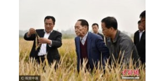 袁隆平团队沙漠种植水稻成功 最